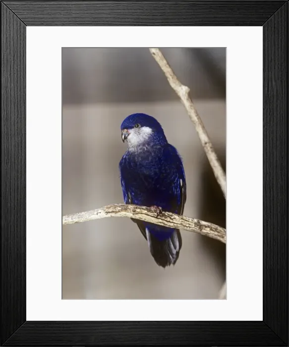 Framed Print : Tahitian Blue Lory
