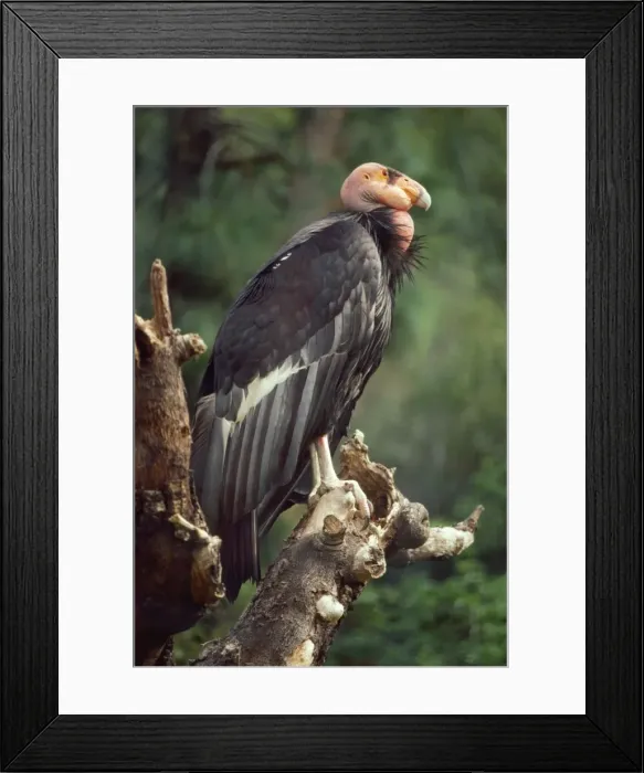 Framed Print : Californian Condor Framed Print : Californian Condor