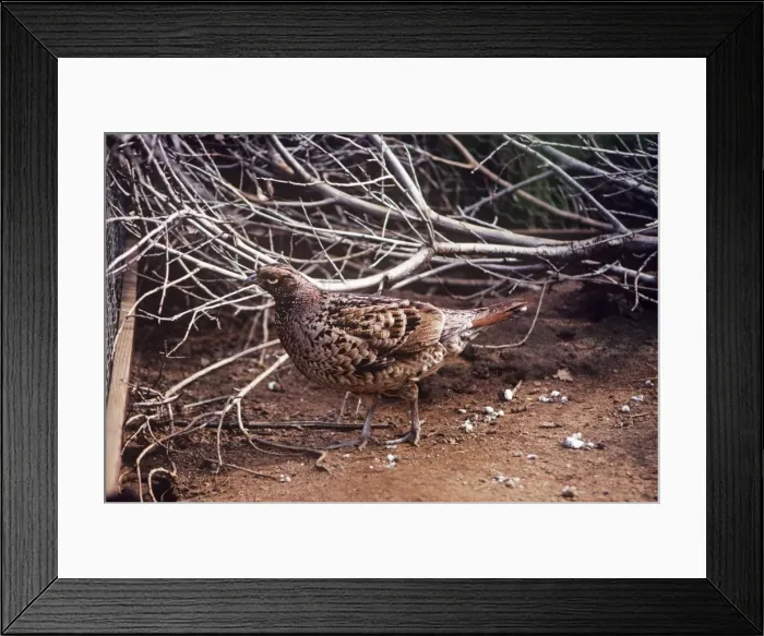 Framed Print : Copper Pheasant - female