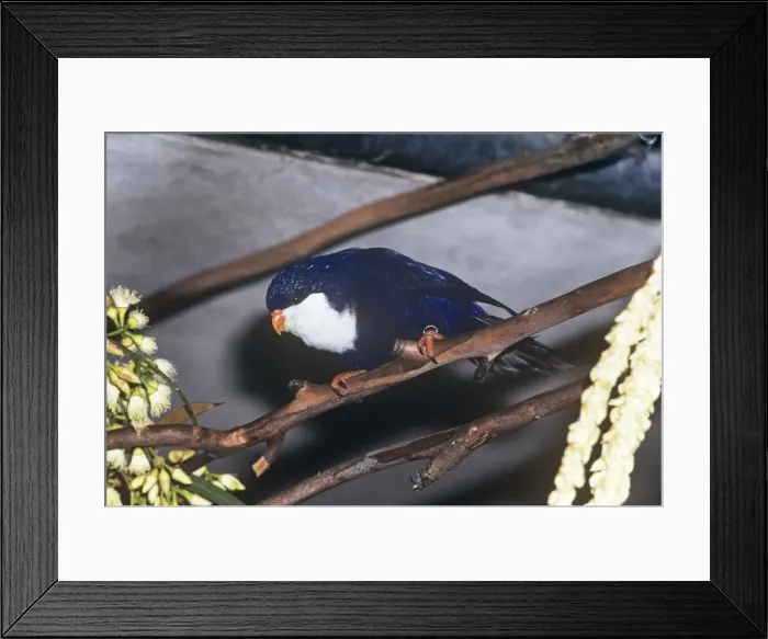 Framed Print : Tahitian Blue Lory Framed Print : Tahitian Blue Lory