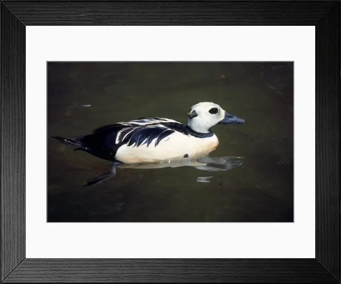 Framed Print : Steller's Eider Duck - male Framed Print : Steller's Eider Duck - male
