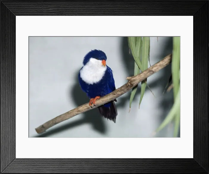 Framed Print : Blue Lorikeet / Tahitian Blue Jay Framed Print : Blue Lorikeet / Tahitian Blue Jay