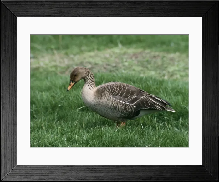 Framed Print : Western Bean Goose - Standing on grass Framed Print : Western Bean Goose - Standing on grass
