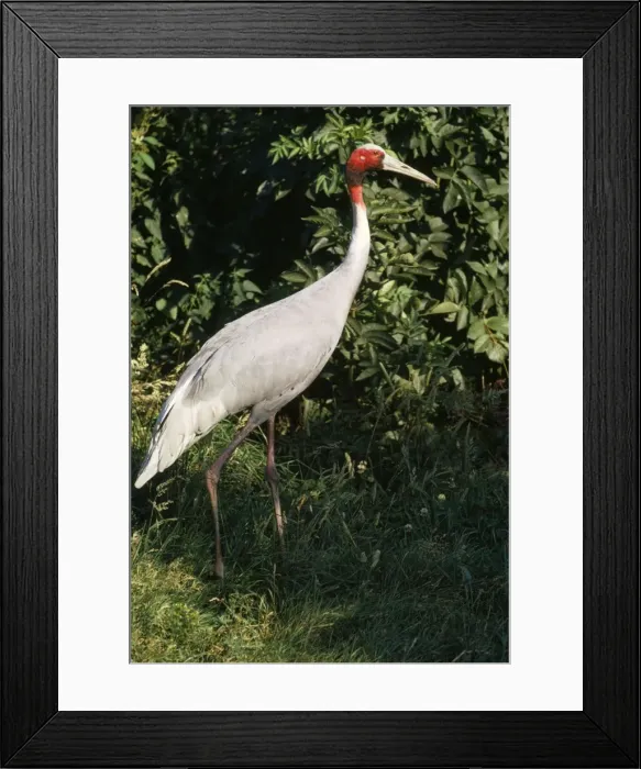 Framed Print : Sarus Crane Framed Print : Sarus Crane