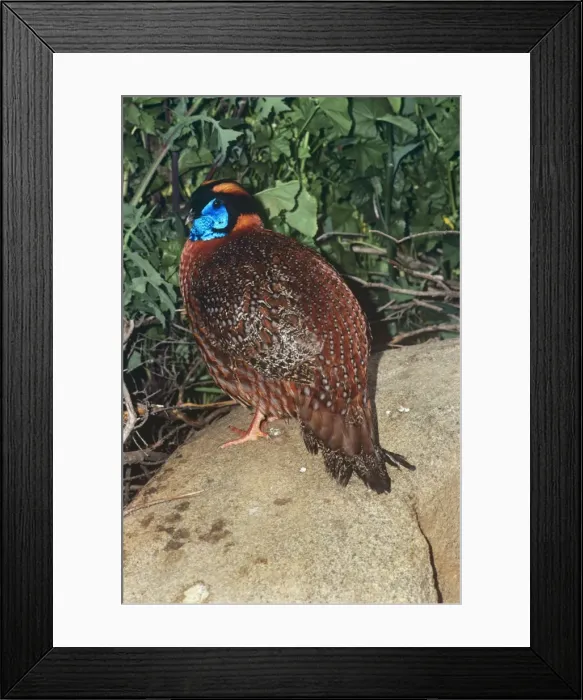 Framed Print : Temminck's Tragopan - male Framed Print : Temminck's Tragopan - male