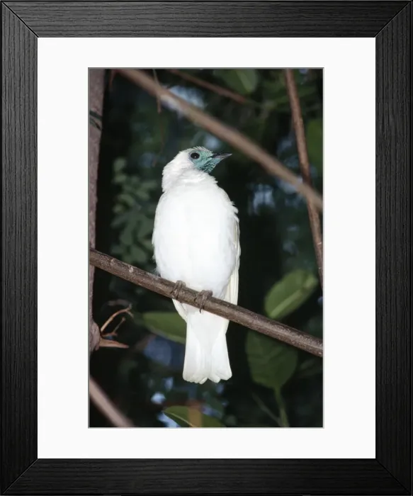 Framed Print : Naked-throated / Bare-throated Bellbird Framed Print : Naked-throated / Bare-throated Bellbird