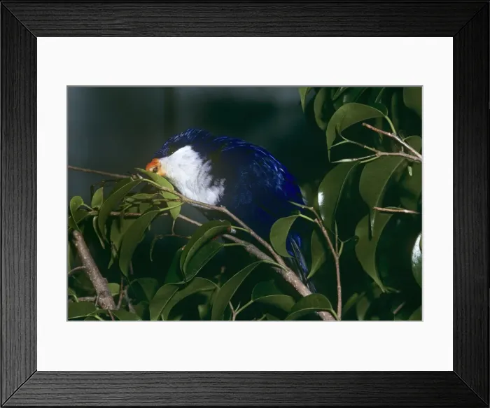 Framed Print : Tahitian Blue Lory