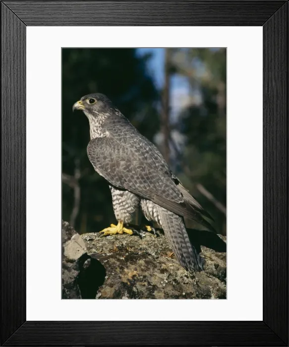 Framed Print : Gyr Falcon Grey Phase Framed Print : Gyr Falcon Grey Phase