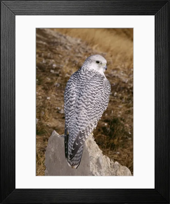 Framed Print : Gyr Falcon White Phase Framed Print : Gyr Falcon White Phase