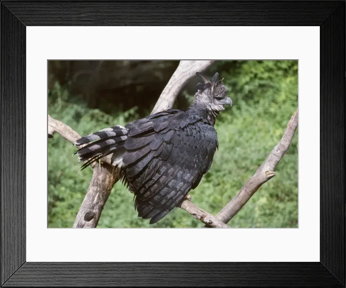 Framed Print : Harpy Eagle - fluffed up showing aggression South Mexico to Argentina Framed Print : Harpy Eagle - fluffed up showing aggression South Mexico to Argentina