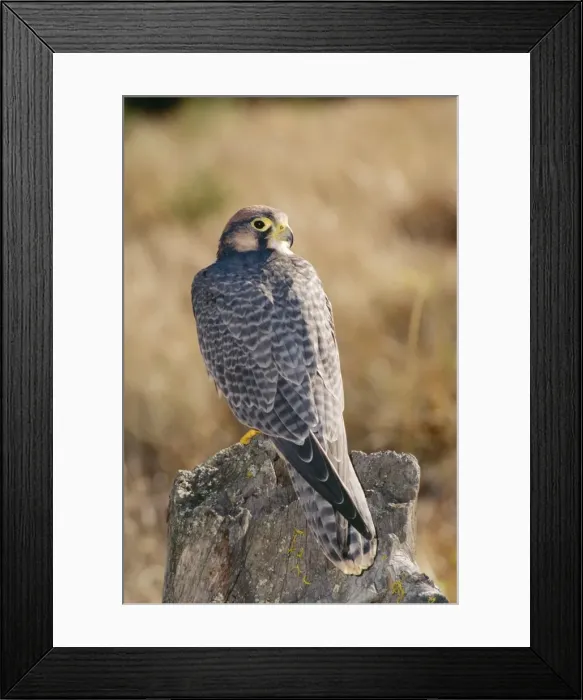 Framed Print : Lanner Falcon Framed Print : Lanner Falcon