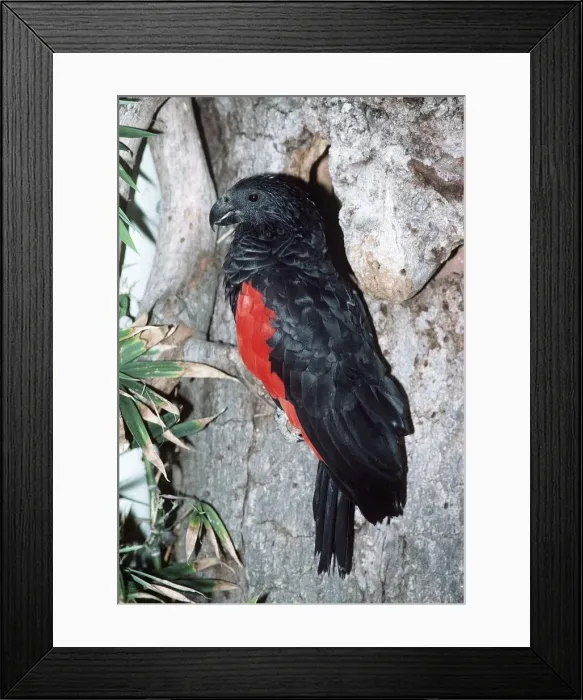 Framed Print : Pesquet's Parrot Framed Print : Pesquet's Parrot