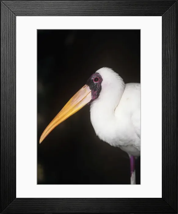 Framed Print : Milky Stork South East Asia, Sumatra, Java Framed Print : Milky Stork South East Asia, Sumatra, Java