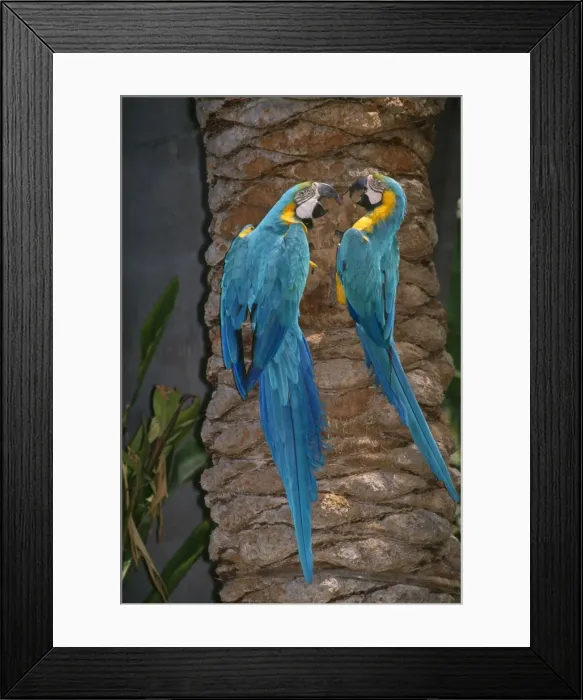 Framed Print : KFO-1429. KFO-1492. Blue and Yellow Macaws Framed Print : KFO-1429. KFO-1492. Blue and Yellow Macaws