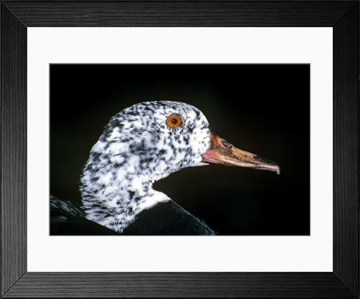 Framed Print : White-winged Wood Duck Framed Print : White-winged Wood Duck