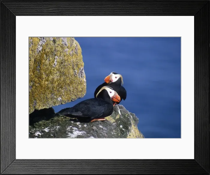 Framed Print : Tufted Puffin - pair Framed Print : Tufted Puffin - pair
