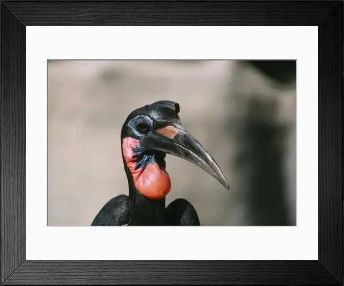 Framed Print : Abyssinian / Northern Ground Hornbill East Africa Framed Print : Abyssinian / Northern Ground Hornbill East Africa