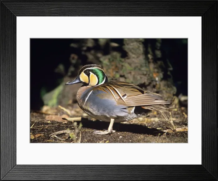 Framed Print : Baikal Teal Duck - male East Asia Framed Print : Baikal Teal Duck - male East Asia