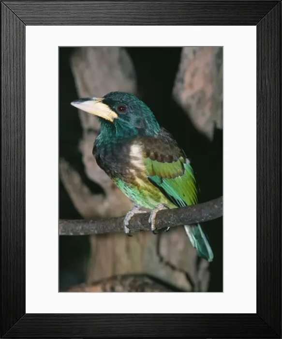 Framed Print : Great Barbet Kashmir to South China Framed Print : Great Barbet Kashmir to South China