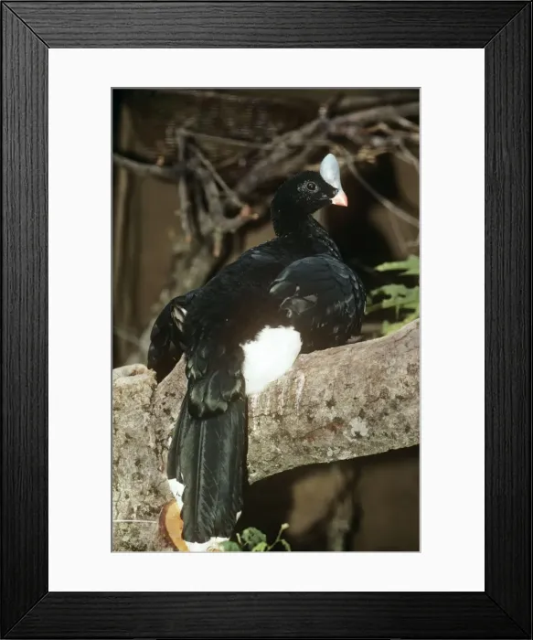 Framed Print : Northern Helmeted Curassow Framed Print : Northern Helmeted Curassow
