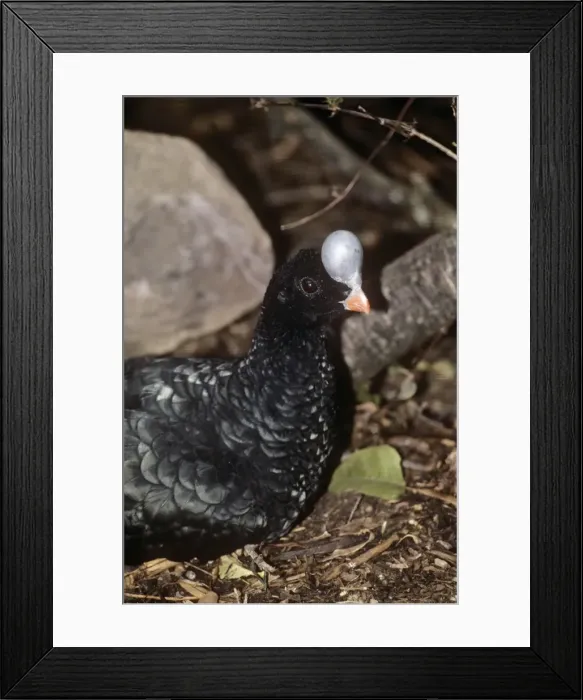 Framed Print : Northern Helmeted Curassow North Venezuela Framed Print : Northern Helmeted Curassow North Venezuela
