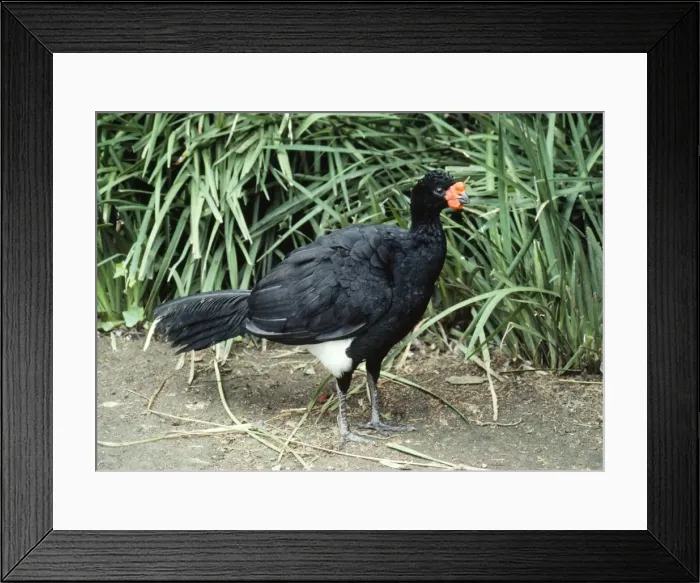 Framed Print : Wattled Curassow - male Western Amazon basin Framed Print : Wattled Curassow - male Western Amazon basin