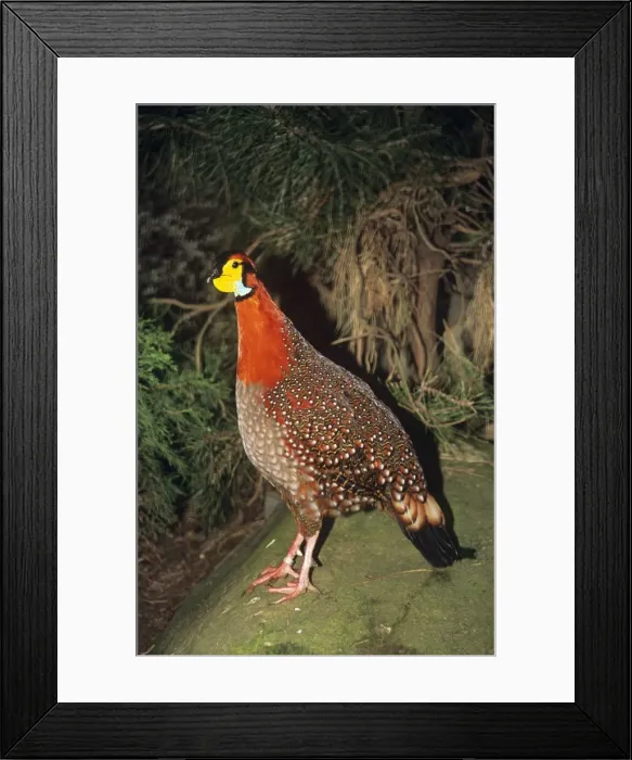 Framed Print : Blyth's Tragopan - male Framed Print : Blyth's Tragopan - male