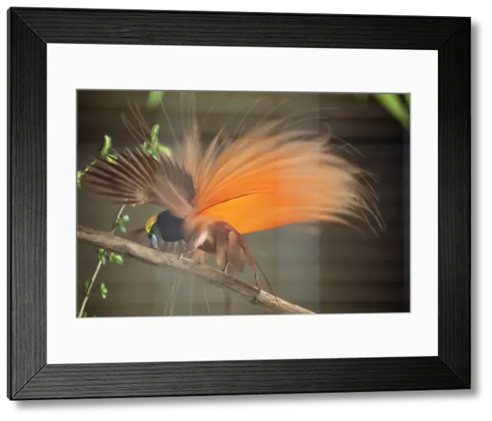 Framed Print : Raggiana Bird of Paradise - male displaying. Low mountain forests of Papua New Guinea Framed Print : Raggiana Bird of Paradise - male displaying. Low mountain forests of Papua New Guinea