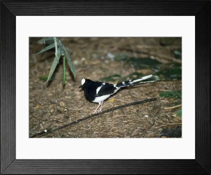 Framed Print : White-crowned Forktail Framed Print : White-crowned Forktail