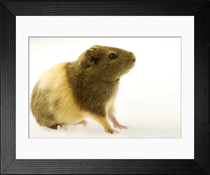 Framed Print : Indian Smooth-hair Guinea Pig Framed Print : Indian Smooth-hair Guinea Pig