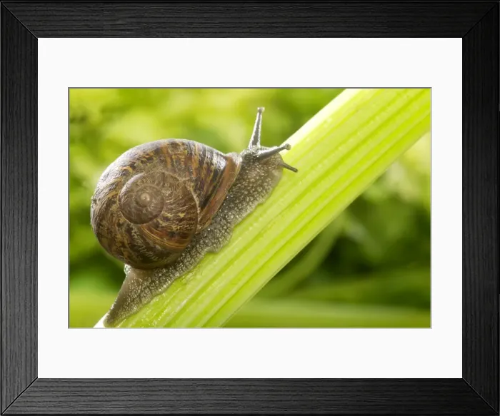 Framed Print : Common Garden Snail On stalk Framed Print : Common Garden Snail On stalk