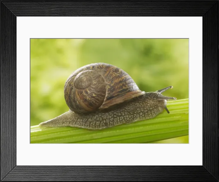 Framed Print : Common Garden Snail On stalk Framed Print : Common Garden Snail On stalk