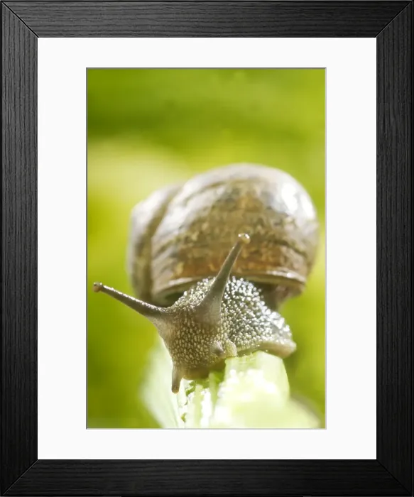 Framed Print : Common Garden Snail On stalk Framed Print : Common Garden Snail On stalk