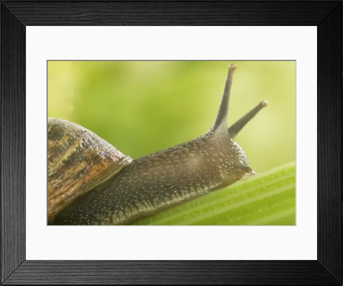 Framed Print : Common Garden Snail On stalk Framed Print : Common Garden Snail On stalk