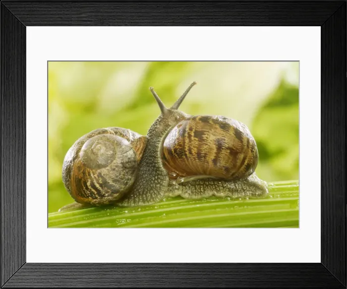 Framed Print : Common Garden Snails Two together Framed Print : Common Garden Snails Two together