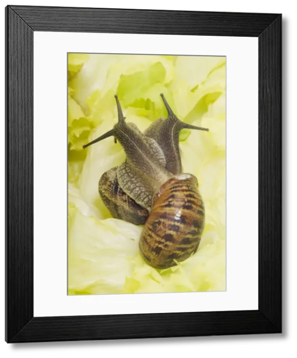 Framed Print : Common Garden Snails Mating on lettuce leaf Framed Print : Common Garden Snails Mating on lettuce leaf