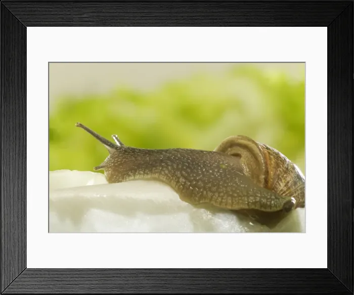 Framed Print : Common Garden Snail On lettuce Framed Print : Common Garden Snail On lettuce
