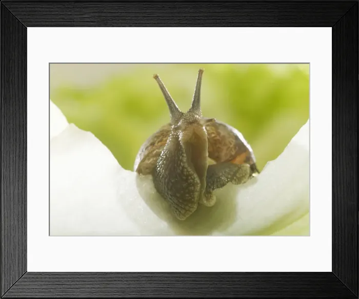 Framed Print : Common Garden Snail On lettuce Framed Print : Common Garden Snail On lettuce