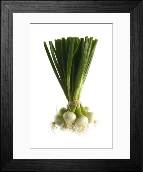 Framed Print : White Onion Framed Print : White Onion