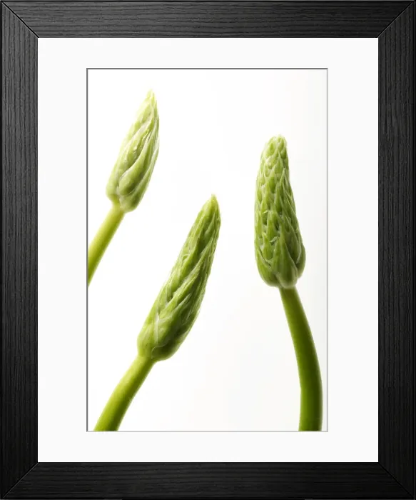 Framed Print : Wild Asparagus Framed Print : Wild Asparagus