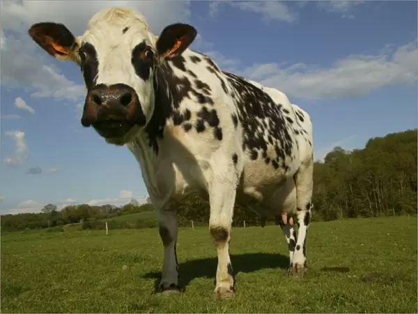 Cattle Norman Dairy Cow In field