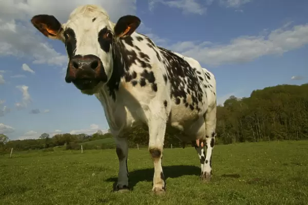 Cattle Norman Dairy Cow In field
