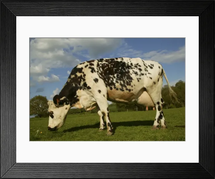 Framed Print : Cattle Norman Dairy Cow In field Framed Print : Cattle Norman Dairy Cow In field