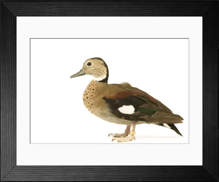 Framed Print : Ring-necked Teal / Ringed Teal / Red-shouldered Teal Domestic Duck Framed Print : Ring-necked Teal / Ringed Teal / Red-shouldered Teal Domestic Duck