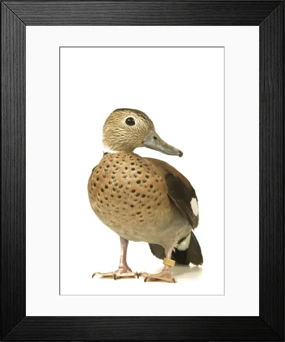 Framed Print : Ring-necked Teal / Ringed Teal / Red-shouldered Teal Domestic Duck Framed Print : Ring-necked Teal / Ringed Teal / Red-shouldered Teal Domestic Duck