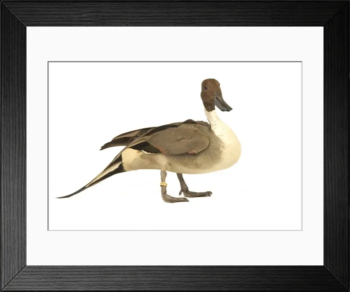 Framed Print : Northern Pintail Domestic Duck Framed Print : Northern Pintail Domestic Duck