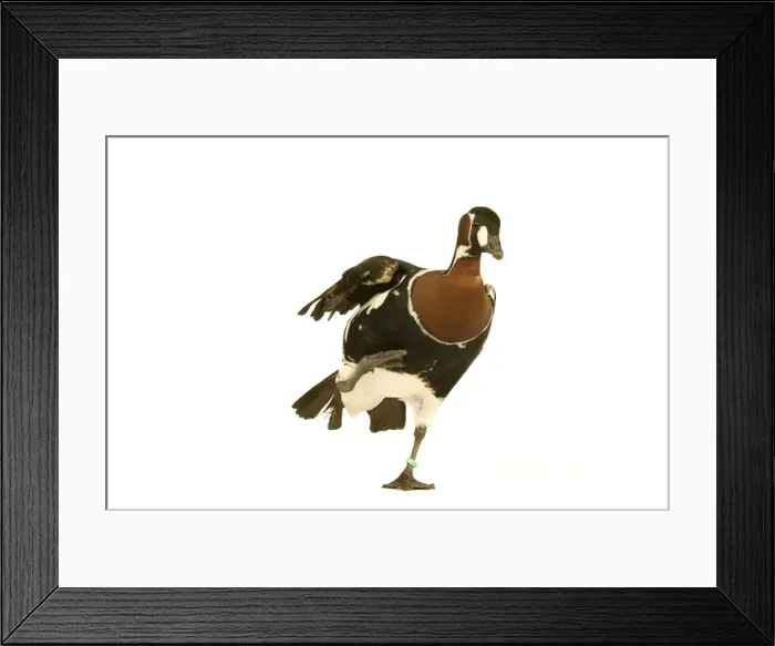 Framed Print : Red-breasted Goose Framed Print : Red-breasted Goose