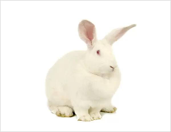 Albino Rabbit