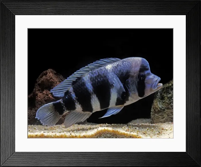 Framed Print : Fish - Frontosa Cichlid Lake Tanganika, Africa Framed Print : Fish - Frontosa Cichlid Lake Tanganika, Africa