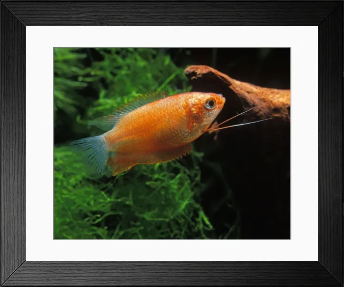 Framed Print : Fish - Gourami Colisa lalia var / Gourami lalia imperial Framed Print : Fish - Gourami Colisa lalia var / Gourami lalia imperial